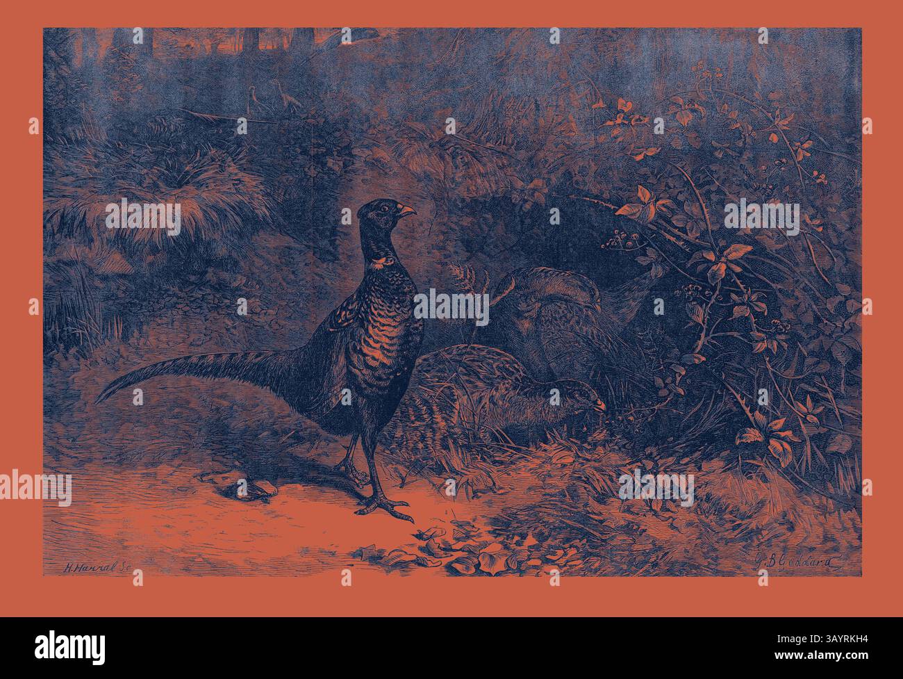 Un maestoso fagiano sorge adagiato in un lussureggiante ambiente boschivo, circondato dai suoi compagni tra il fogliame, catturando l'essenza della bellezza e della tranquillità della natura. I mesi: Ottobre arte classica con un tocco moderno reinventata da Artotop Foto Stock