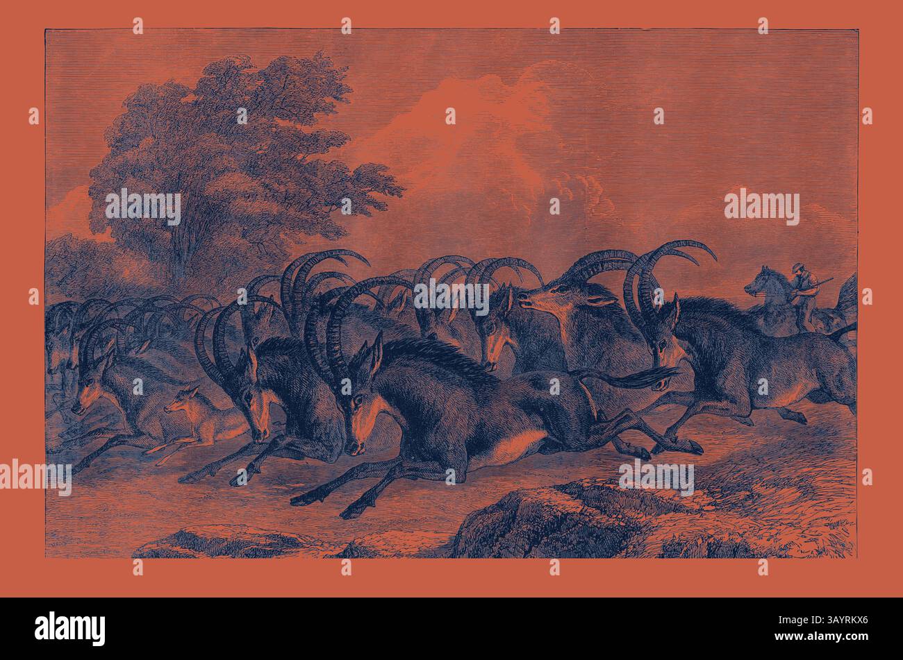 Una scena dinamica di una mandria di maestose antilopi a metà strada su un paesaggio aspro, accompagnato da un cavaliere sullo sfondo, catturando la vivacità della natura e lo spirito della natura selvaggia. Arte classica Wild Life con un tocco moderno reinventata da Artotop Foto Stock