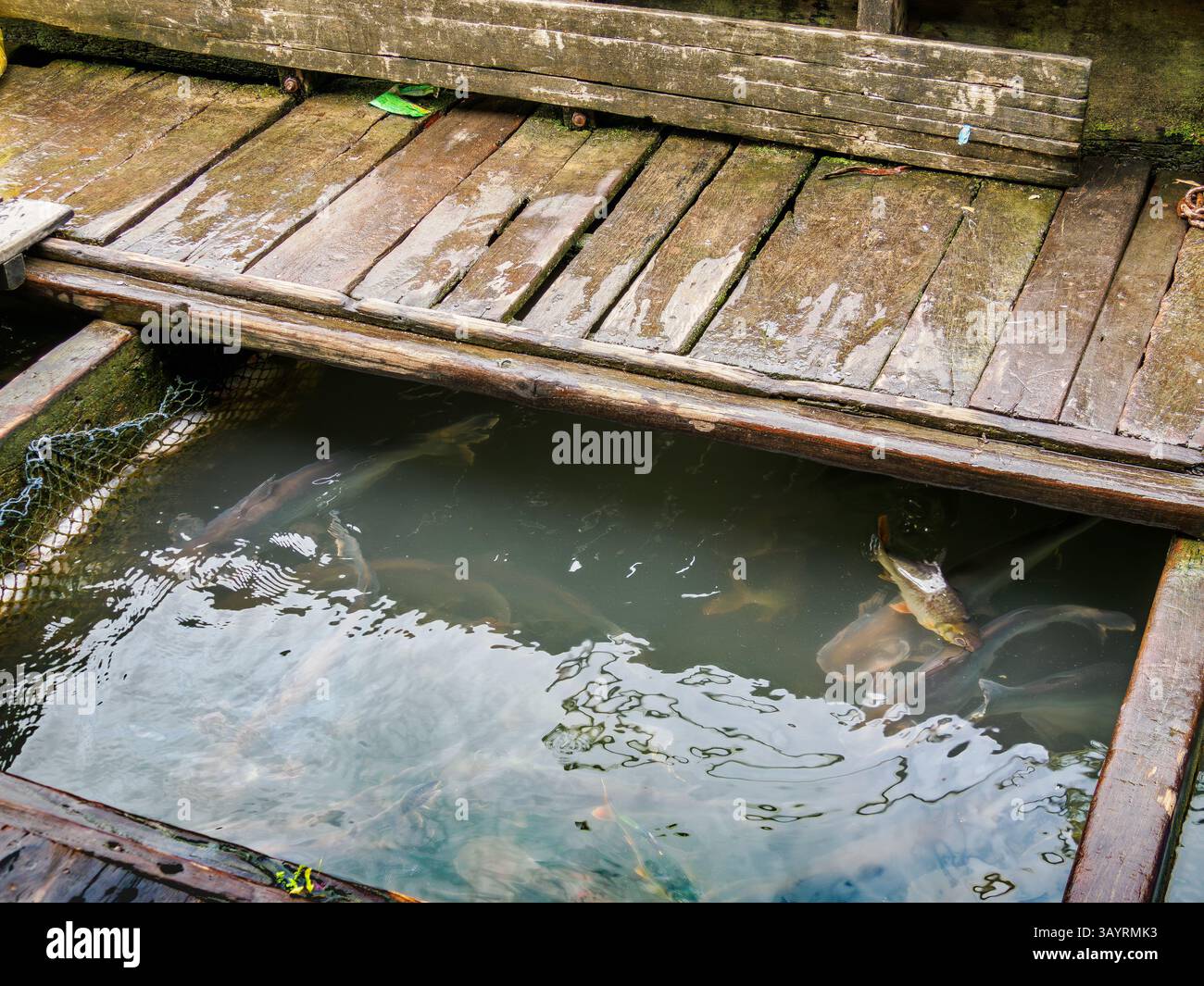 I pesci vengono allevati in gabbie chiuse sotto case galleggianti e capannoni lungo il fiume Mekong, regione di Tan Chau, Vietnam Foto Stock