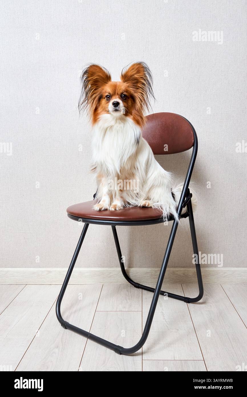 Bianco carino con testa marrone Papillon o Continental Toy spaniel dog seduto davanti sulla sedia su sfondo grigio Foto Stock