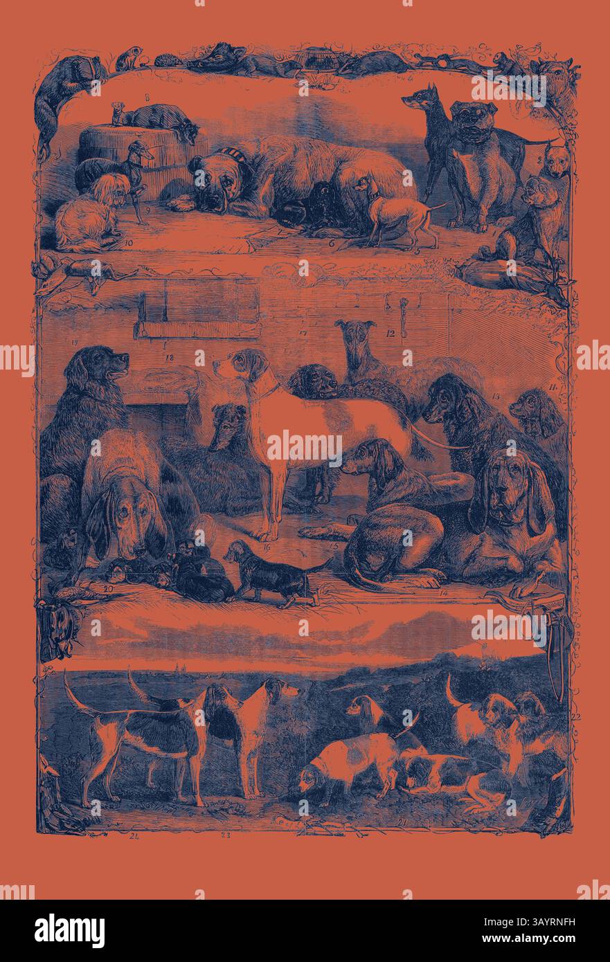 Un'esibizione stravagante di varie razze di cani, che mostra espressioni giocose e curiose, circondata da uno sfondo ricco di dettagli che mette in evidenza le loro caratteristiche e interazioni uniche. The Exhibition of Sporting and Other Dogs at the Horse Repository Holborn: Prize Animals Classic art con un tocco moderno reinventata da Artotop Foto Stock