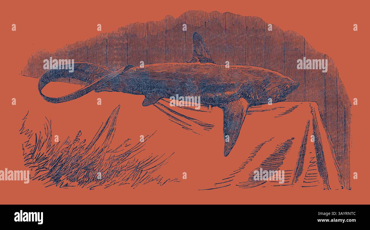 Illustrazione stilizzata di uno squalo posizionato su una superficie drappeggiata, con linee astratte che suggeriscono movimenti e texture sullo sfondo. La tavolozza dei colori presenta blu profondi a contrasto con uno sfondo caldo e vivace. Lo squalo ha colto l'occasione per scoprire l'arte classica di Exmouth con un tocco moderno reinventato da Artotop Foto Stock