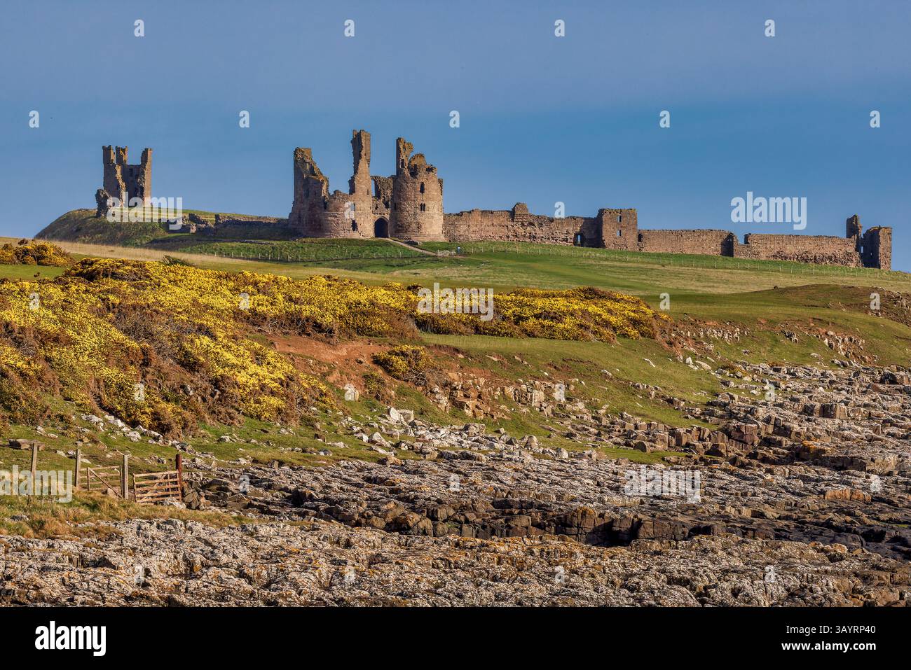 Vista di giorno in aprile dal villaggio Craster del castello di Dunstanburgh nel Northumberland, con sole e fiori di gorse in piena fioritura Foto Stock