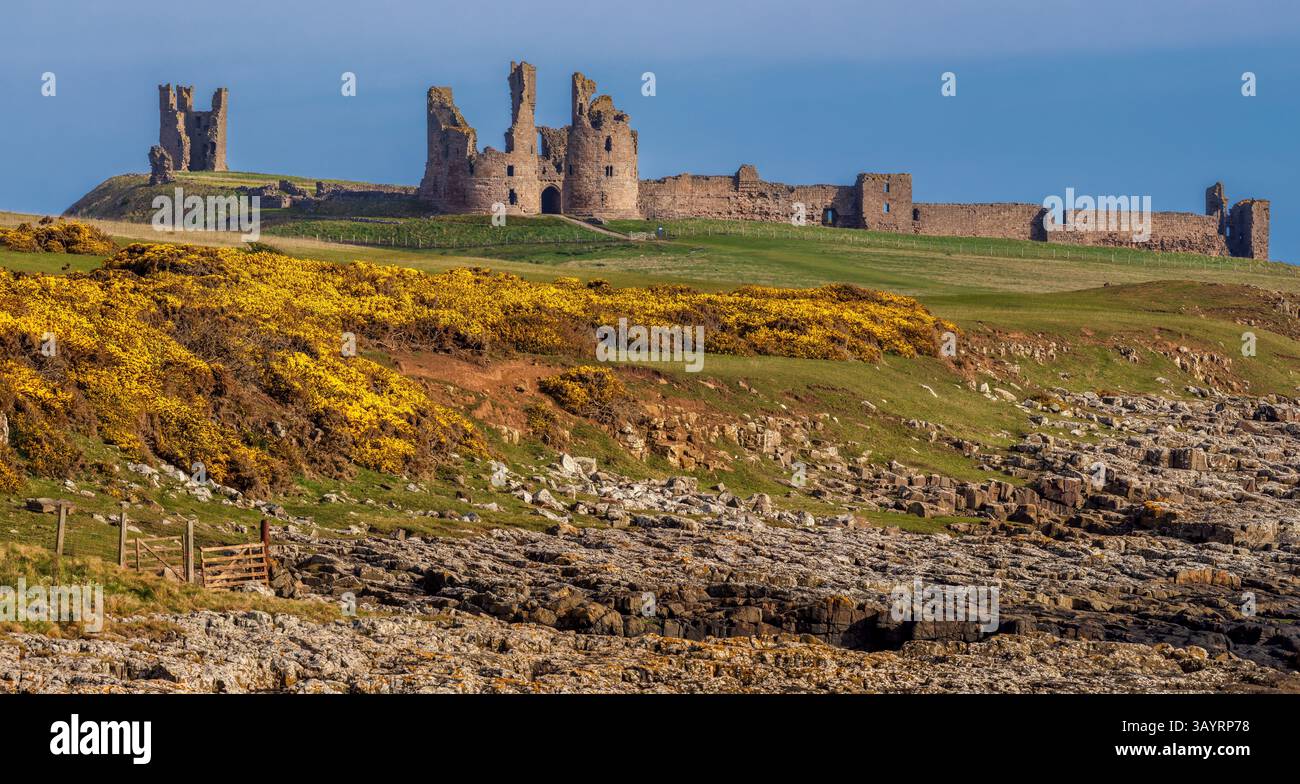 Vista di giorno in aprile dal villaggio Craster del castello di Dunstanburgh nel Northumberland, con sole e fiori di gorse in piena fioritura Foto Stock