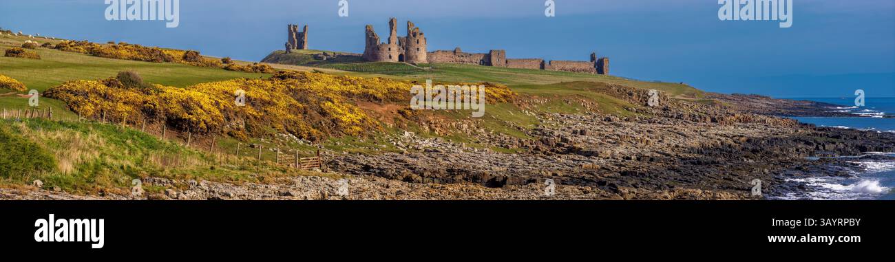 Vista di giorno in aprile dal villaggio Craster del castello di Dunstanburgh nel Northumberland, con sole e fiori di gorse in piena fioritura Foto Stock