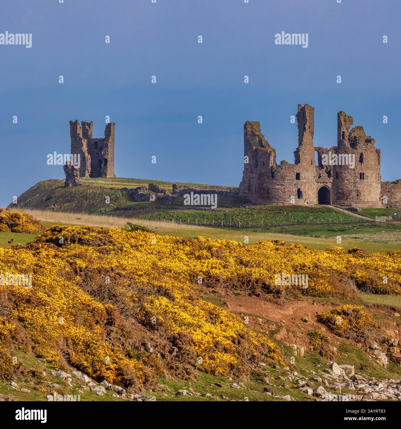 Vista di giorno in aprile dal villaggio Craster del castello di Dunstanburgh nel Northumberland, con sole e fiori di gorse in piena fioritura Foto Stock