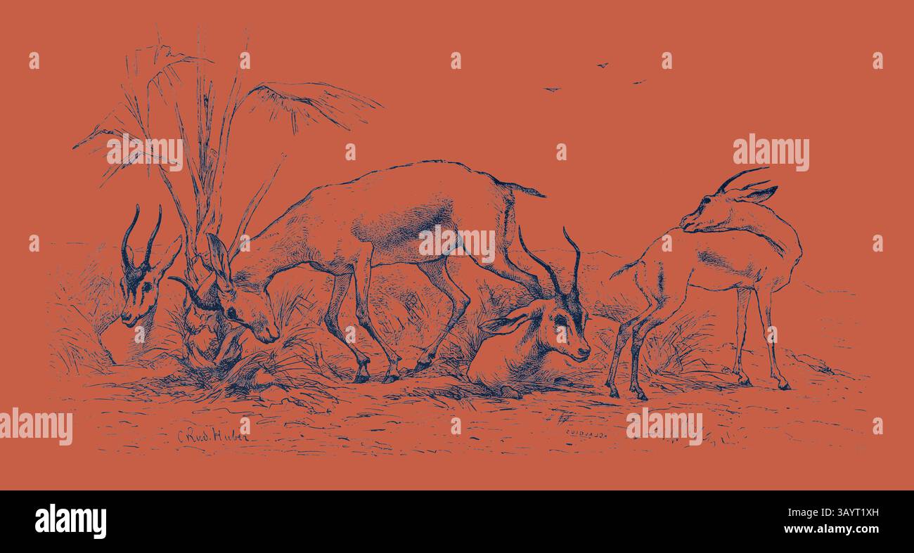 Un gruppo di gazzelle pascolano delicatamente tra le alte erbe, circondati da un paesaggio naturale che evoca un senso di pace selvaggia. GRUPPO DI GAZZELLE. Egitto, incisione 1879 arte classica con un tocco moderno reinventata da Artotop Foto Stock