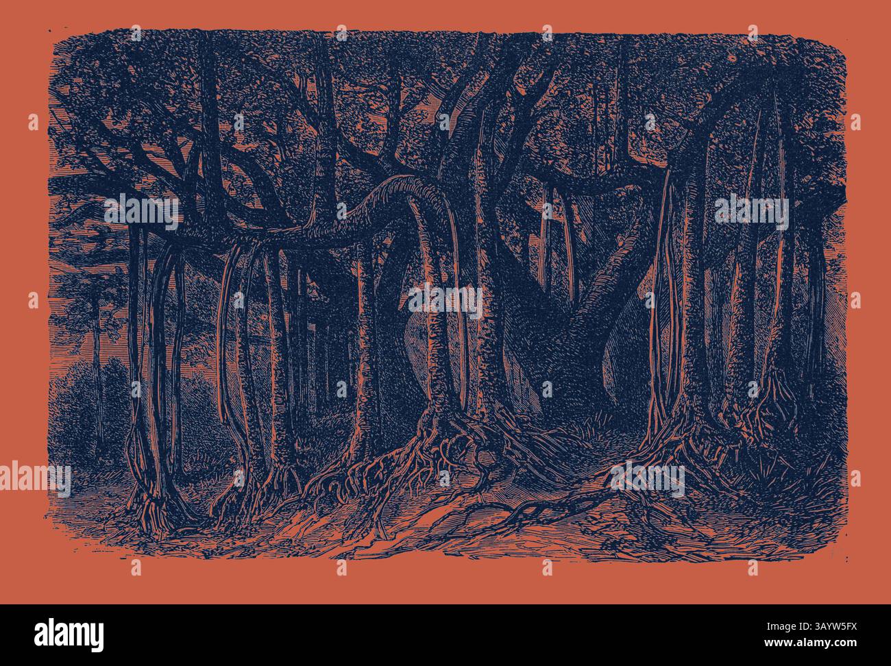 Una fitta foresta caratterizzata da alberi torreggianti con radici intricate e ampie tettoie, che creano un senso di mistero e profondità in un vivido contrasto di colori. Il grande Banyan, o albero Sacro, dell'India (Ficus indica). Un Banyan (anche Banian) è un fico che inizia la sua vita come Epifito (una pianta che cresce su un'altra pianta) quando i suoi semi germinano nelle fessure e nelle fessure su un albero ospite (o su strutture come edifici e ponti). "Banyan" si riferisce spesso specificamente al Banyan indiano o Ficus Benghalensis, l'albero nazionale dell'India. Arte classica con un tocco moderno reinventata da Artotop Foto Stock