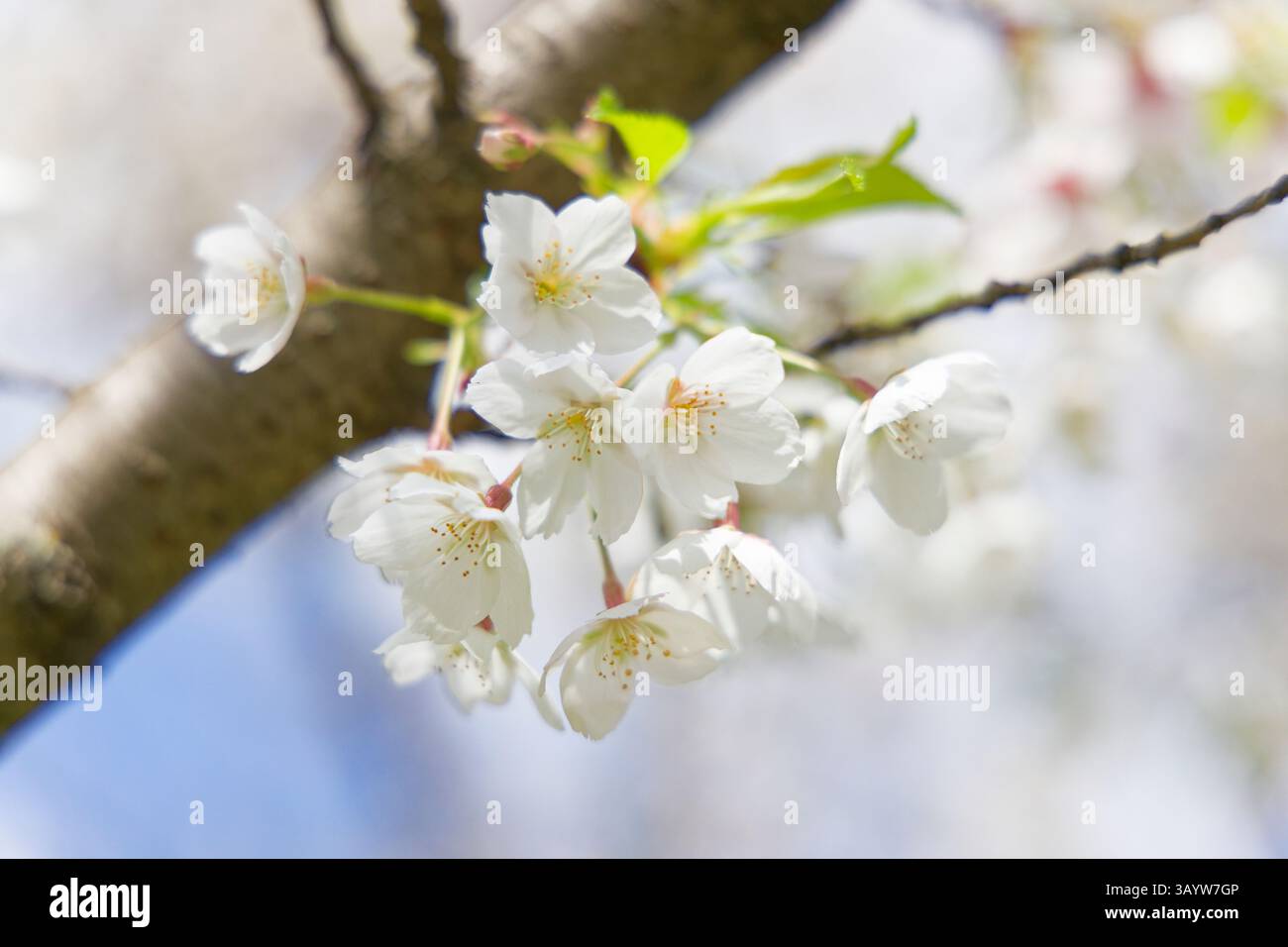 Fiori di ciliegio bianchi in fiore con una branche dell'albero in una giornata di primavera assolata nel parco Herastrau / Parcul Herăstrău a Bucarest / Romania Foto Stock