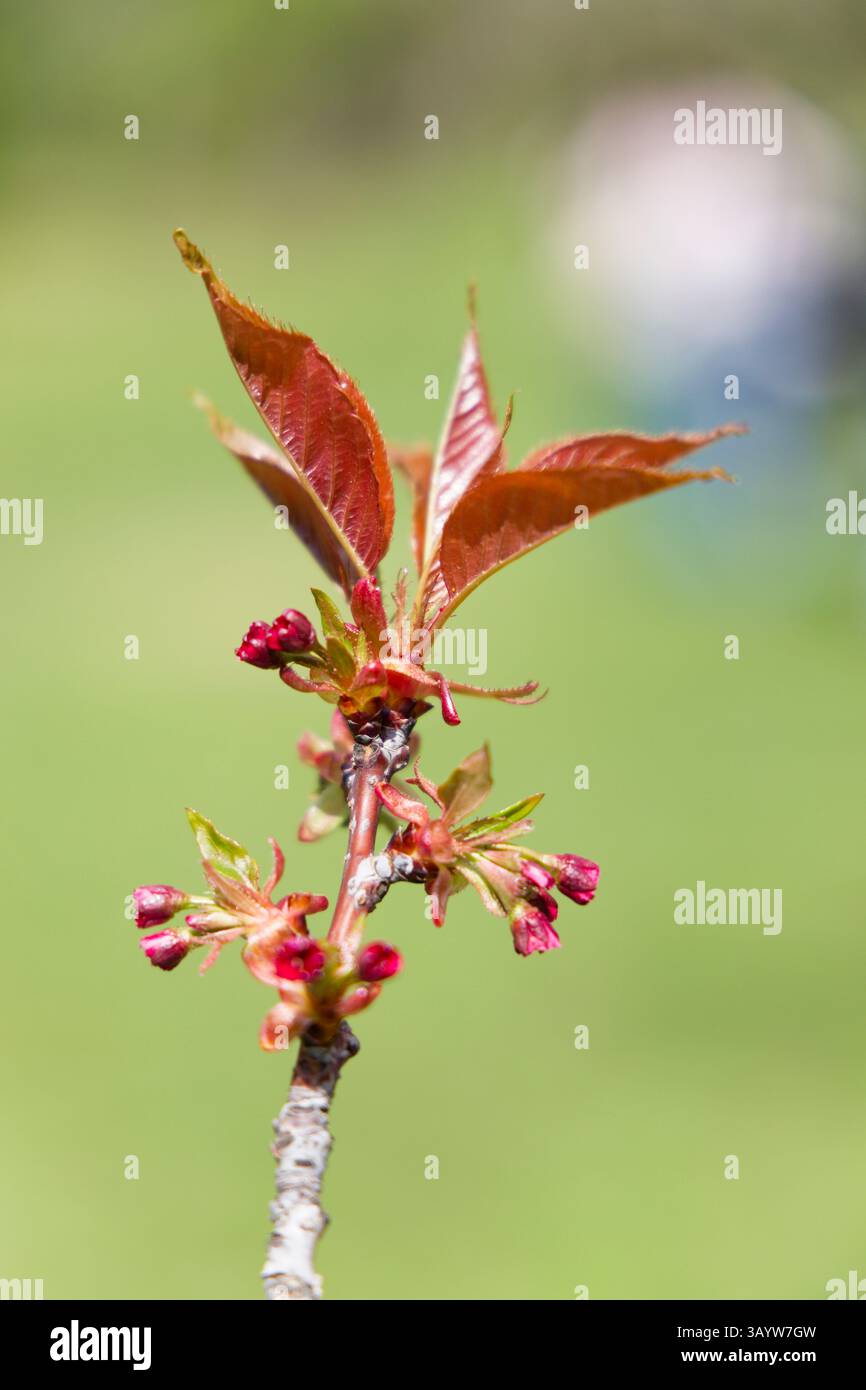 Gemme del ciliegio giapponese / Prunus serrulata nel Giardino giapponese del Parco Herastrau / Grădina Japoneză din Parcul Herăstrău a Bucarest Foto Stock