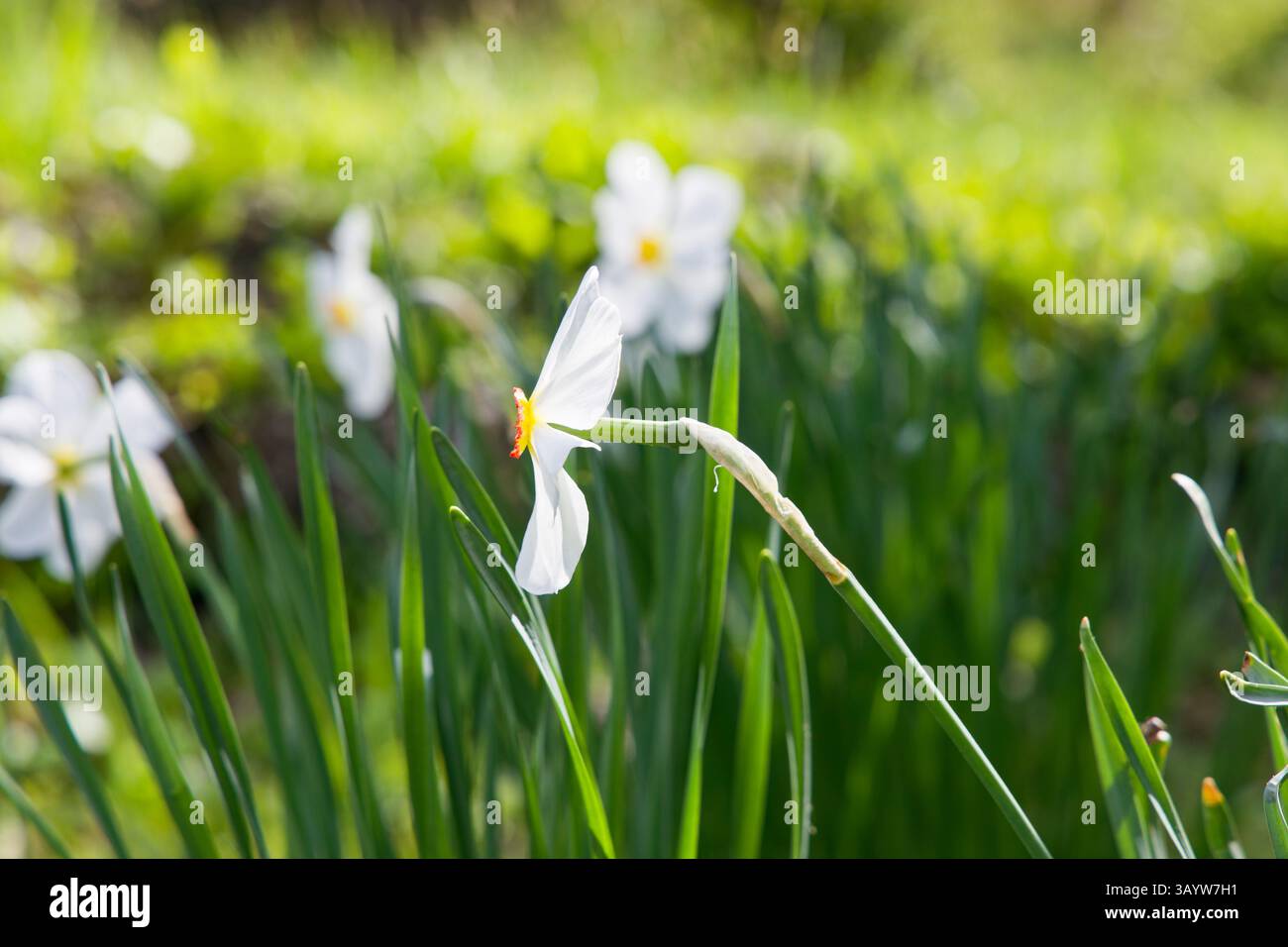 Fioritura di Narcissus poeticus L. / narciso del poeta in primavera nel giorno nel parco Herastrau / Parcul Herăstrău a Bucarest / Romania Foto Stock