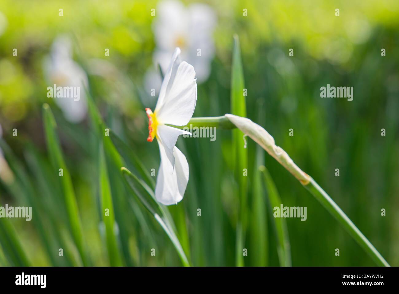 Fioritura di Narcissus poeticus L. / narciso del poeta in primavera nel giorno nel parco Herastrau / Parcul Herăstrău a Bucarest / Romania Foto Stock