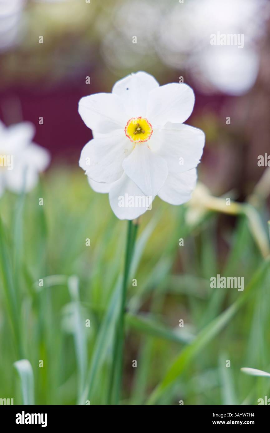 Fioritura di Narcissus poeticus L. / narciso del poeta in primavera nel giorno nel parco Herastrau / Parcul Herăstrău a Bucarest / Romania Foto Stock
