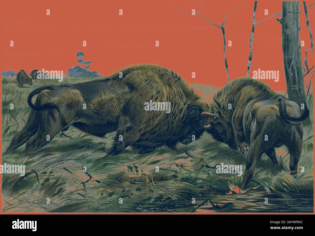 Due maestosi bisonti si scontrano in un feroce scontro, i loro potenti corpi bloccati in una lotta, mentre sullo sfondo sono presenti alberi sparsi e un accenno di un paesaggio lontano. La scena cattura l'energia pura del mondo naturale. L'arte classica del bisonte europeo con un tocco moderno reinventato da Artotop Foto Stock Due maestosi bisonti si scontrano in un feroce scontro, i loro potenti corpi bloccati in una lotta, mentre sullo sfondo sono presenti alberi sparsi e un accenno di un paesaggio lontano. La scena cattura l'energia pura del mondo naturale. L'arte classica del bisonte europeo con un tocco moderno reinventato da Artotop Foto Stock