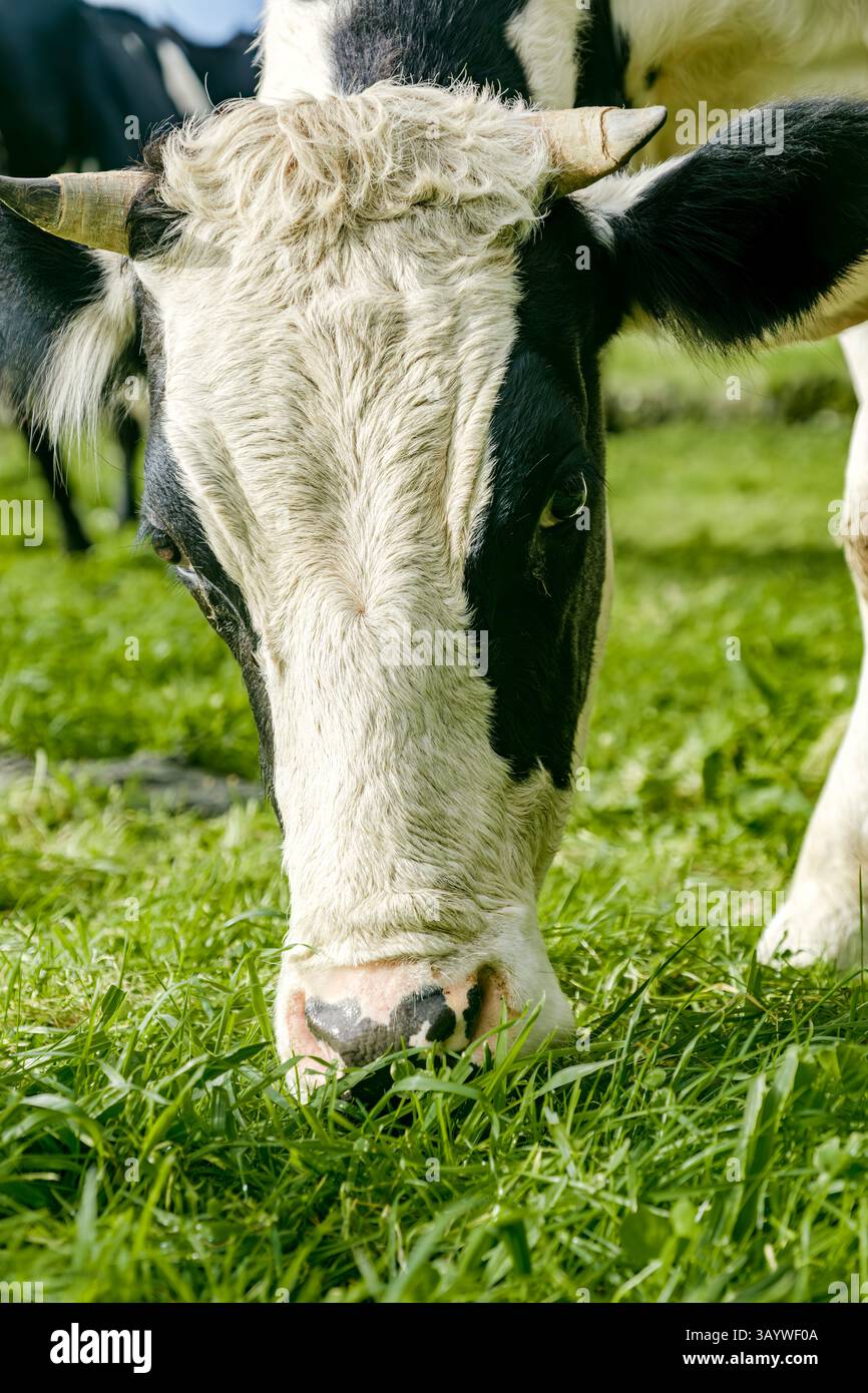 Primo piano di una mucca frisona Holstein nelle Azzorre. Ritratto dettagliato di una mucca da latte bianca e nera che mangia erba nei lussureggianti campi di Ilha de Sao Foto Stock