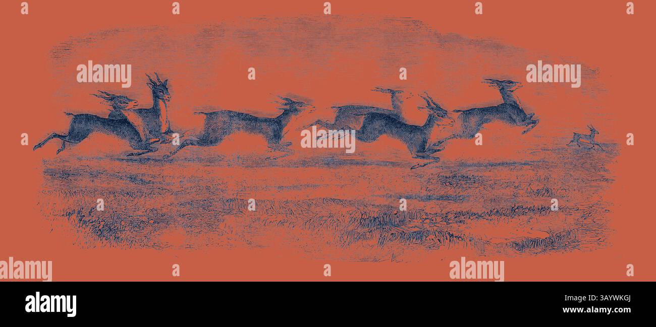 Una scena dinamica che mostra un gruppo di animali selvatici che saltano graziosamente attraverso un paesaggio aperto, catturando l'essenza della loro energia e movimento naturale. The Earl of Derby's Menagerie, at Knowsley, UK: Herd of Indian Antelopes Classic art con un tocco moderno reinventato da Artotop Foto Stock