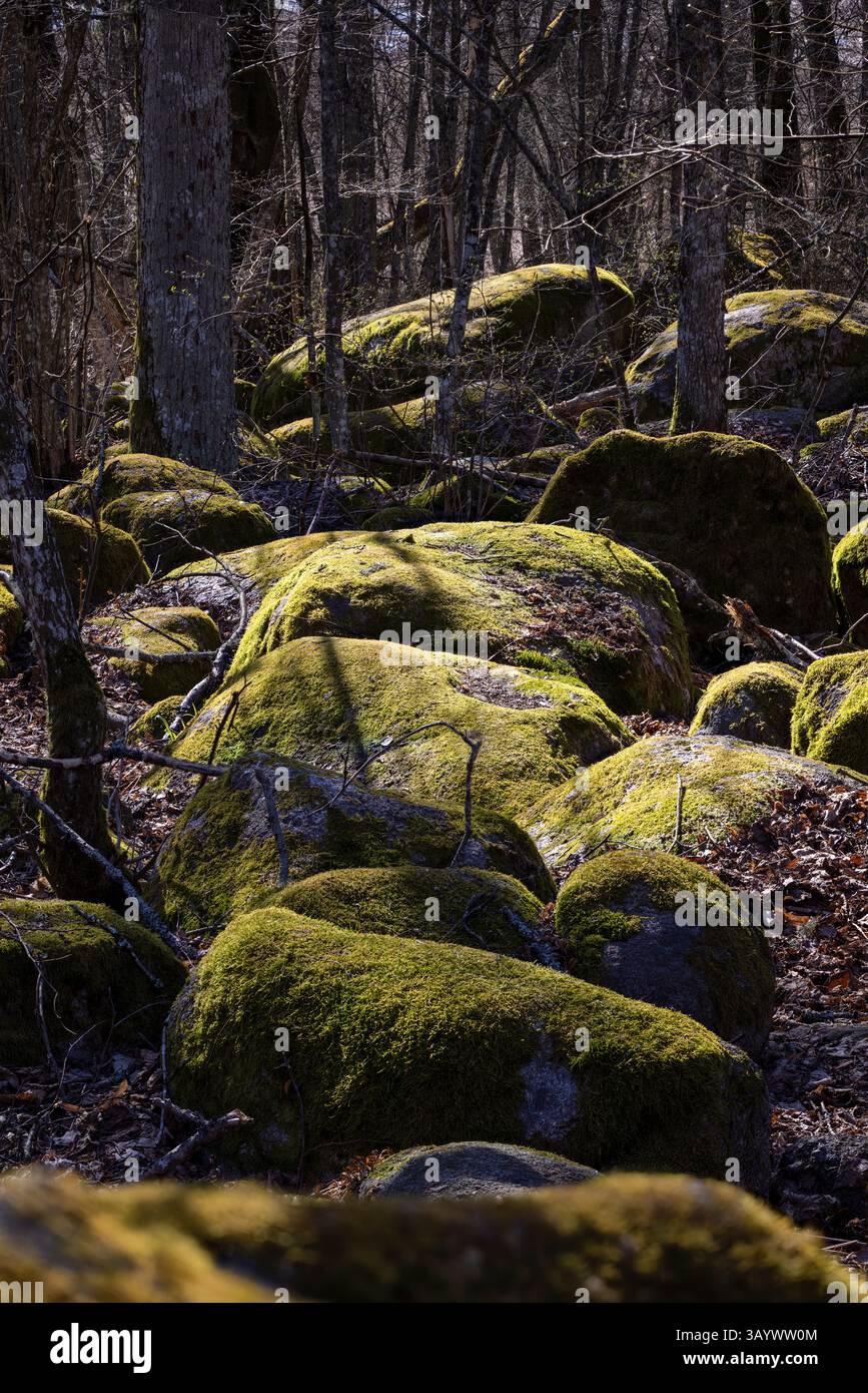 Rocce ricoperte di muschio nella foresta Foto Stock