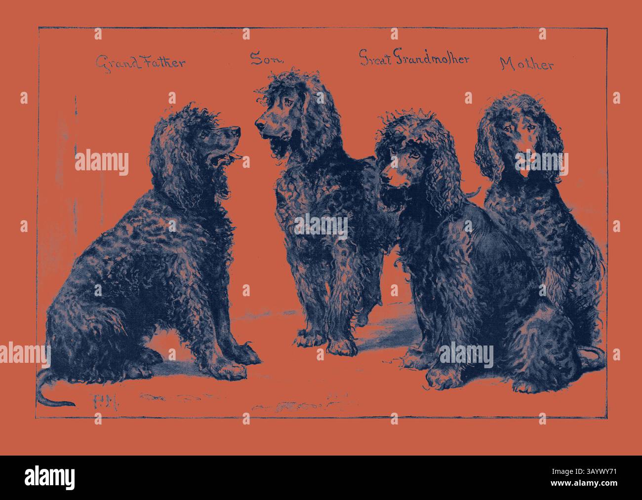 Viene esposta una lignaggio di quattro barboncini, che mostrano il nonno, il figlio, la bisnonna e la madre. Ogni cane ha caratteristiche ed espressioni distinte, evidenziando il suo legame familiare e il suo carattere. The Kennel Club Show at the Agricultural Hall: A Successful Family of Irish Water-Spaniels, UK, 1892 Engraving Classic Art con un tocco moderno reinventato da Artotop Foto Stock