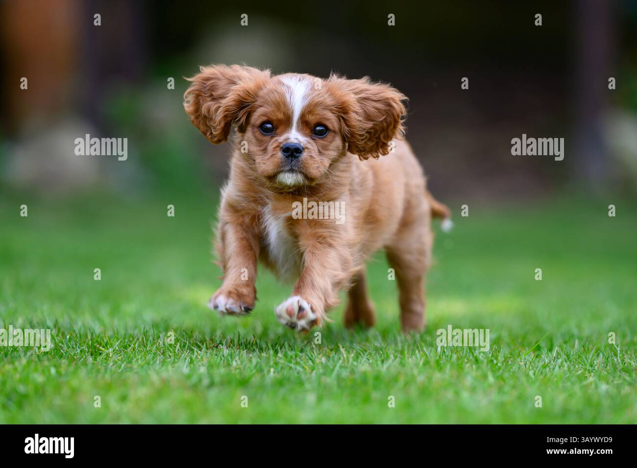 Ruby Cavalier King Charles Spaniel che gioca in un giardino Foto Stock