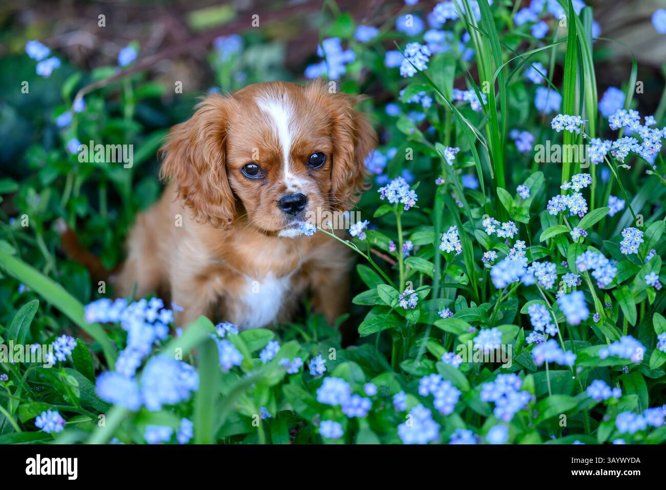 Ruby Cavalier King Charles Spaniel che gioca in un giardino Foto Stock