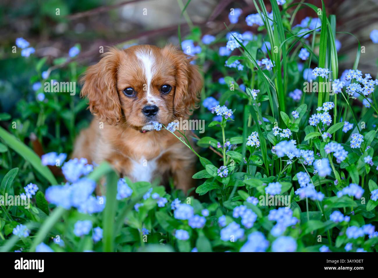 Ruby Cavalier King Charles Spaniel che gioca in un giardino Foto Stock