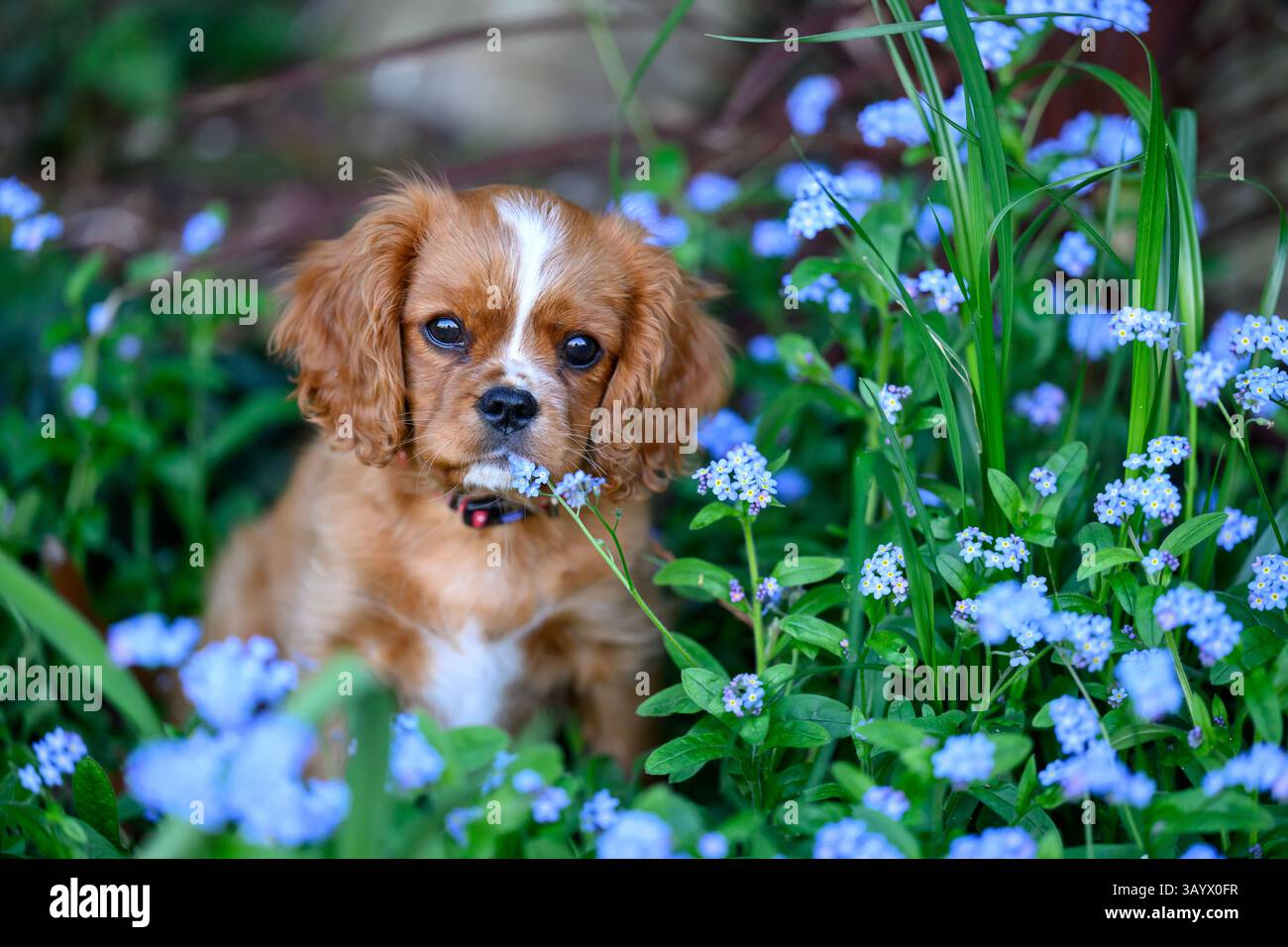 Ruby Cavalier King Charles Spaniel che gioca in un giardino Foto Stock