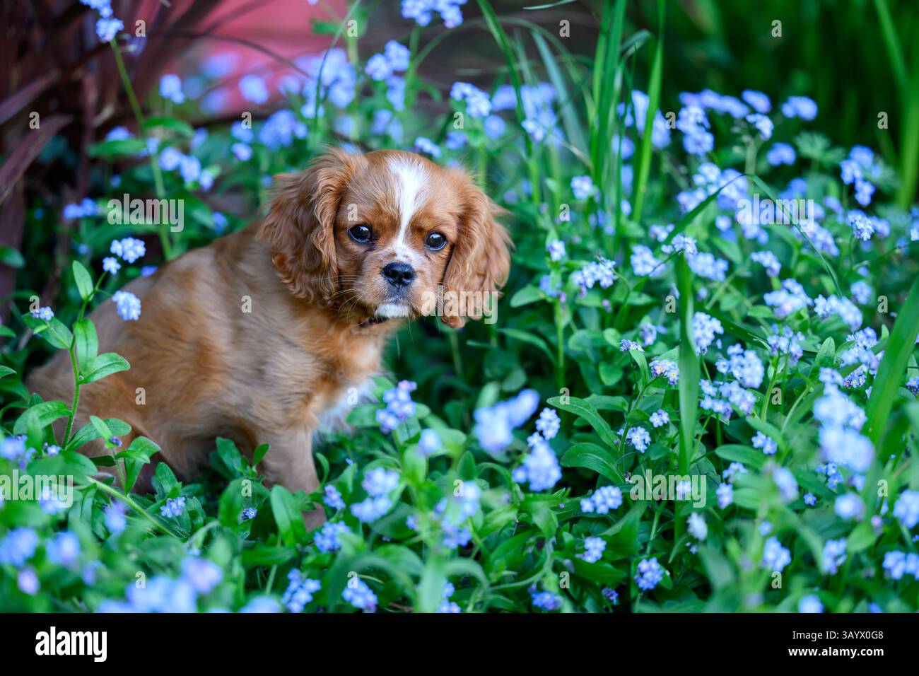 Ruby Cavalier King Charles Spaniel che gioca in un giardino Foto Stock