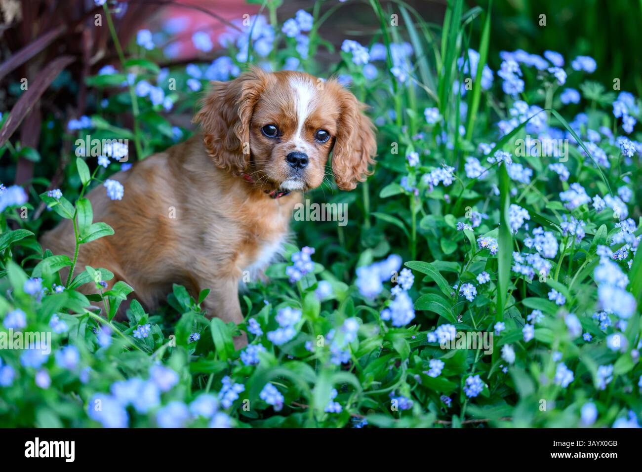Ruby Cavalier King Charles Spaniel che gioca in un giardino Foto Stock