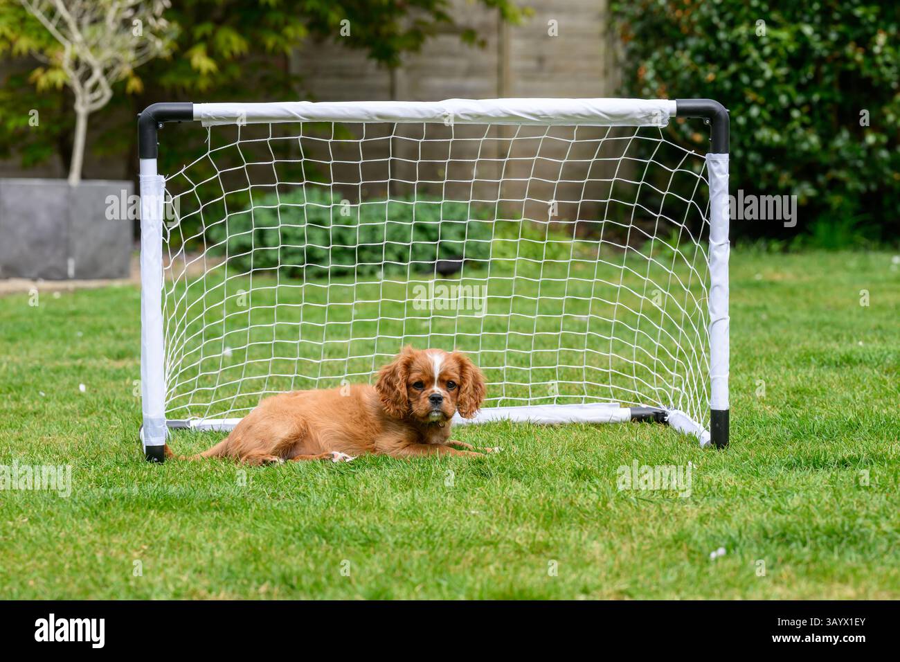 Ruby Cavalier King Charles Spaniel che gioca in un giardino Foto Stock