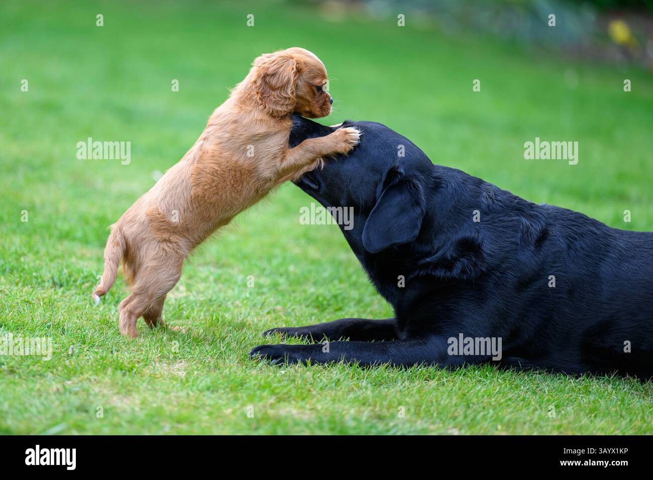 Ruby Cavalier King Charles Spaniel che gioca in un giardino Foto Stock