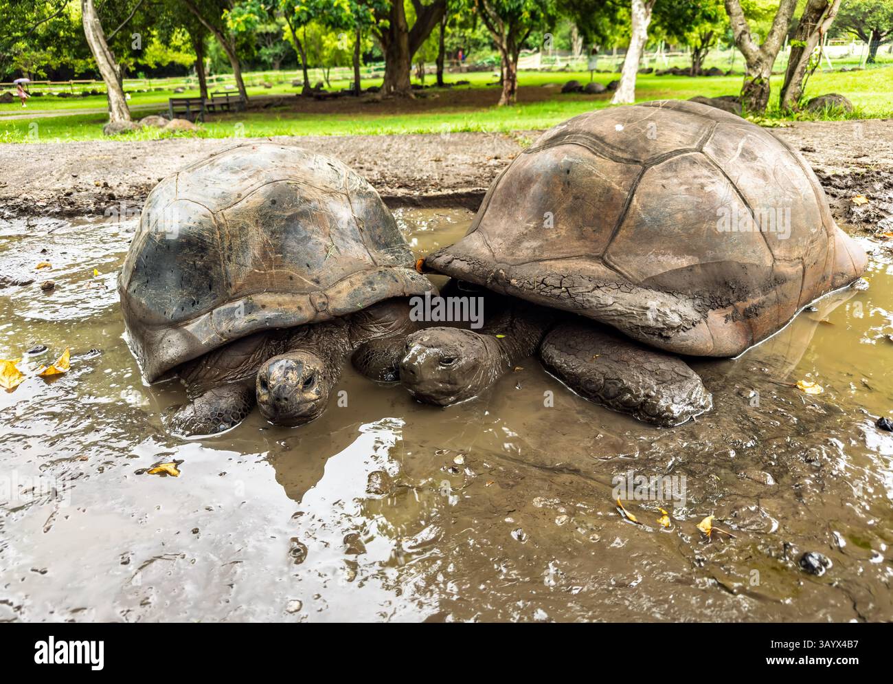 Tartarughe giganti faccia a faccia in una pozza fangosa nel santuario della fauna selvatica. Coppia di tartarughe giganti delle Galapagos che si incontrano in una pozza di fango poco profonda. Foto Stock