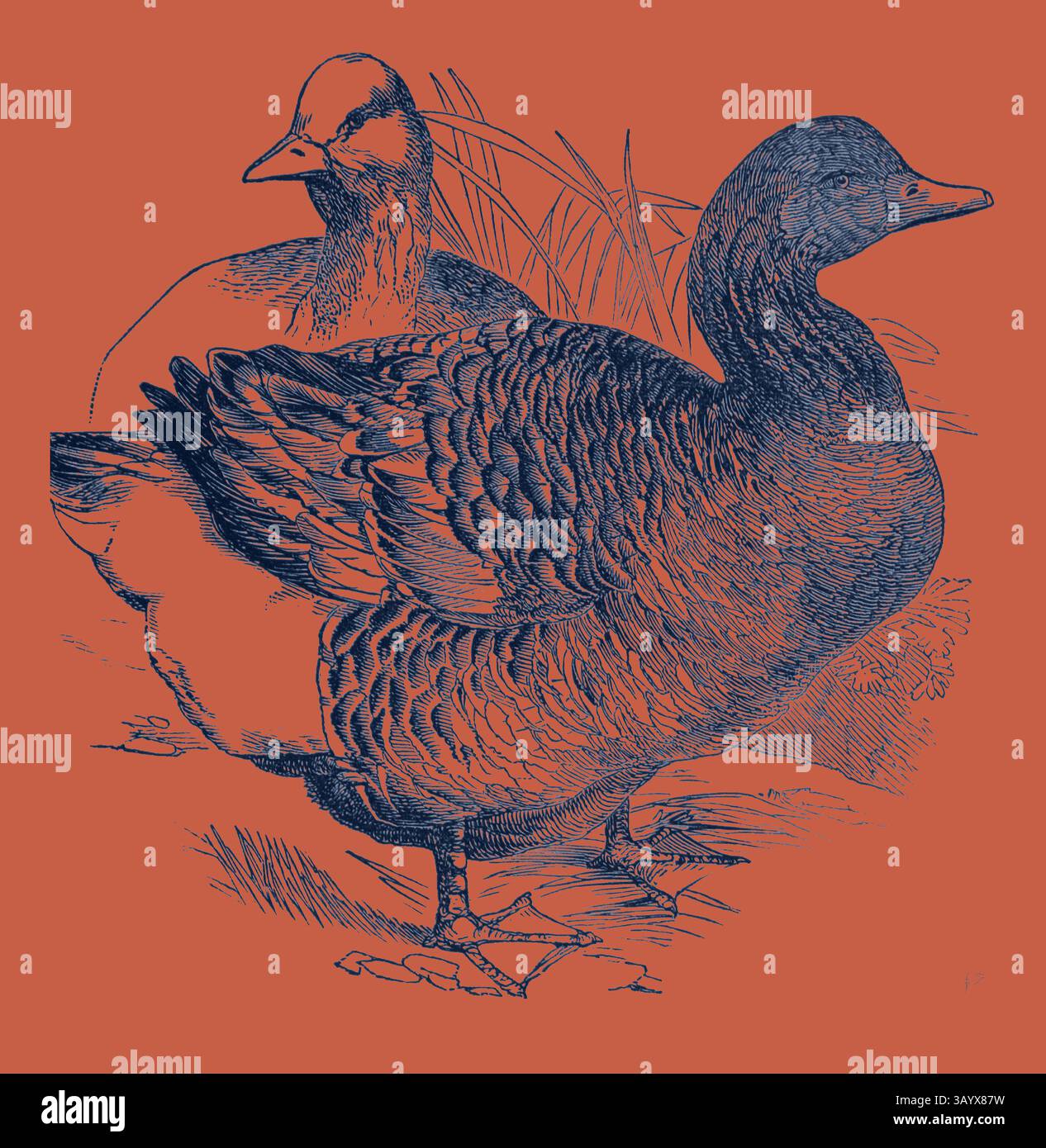 Un'illustrazione dettagliata con due anatre, che mostra le loro caratteristiche distintive e il piumaggio su uno sfondo audace e contrastante. La scena cattura la loro posa naturale, accentuando le texture delle loro piume e dell'ambiente. Common Goose, primo premio: Mr. Nolan arte classica con un tocco moderno reinventata da Artotop Foto Stock