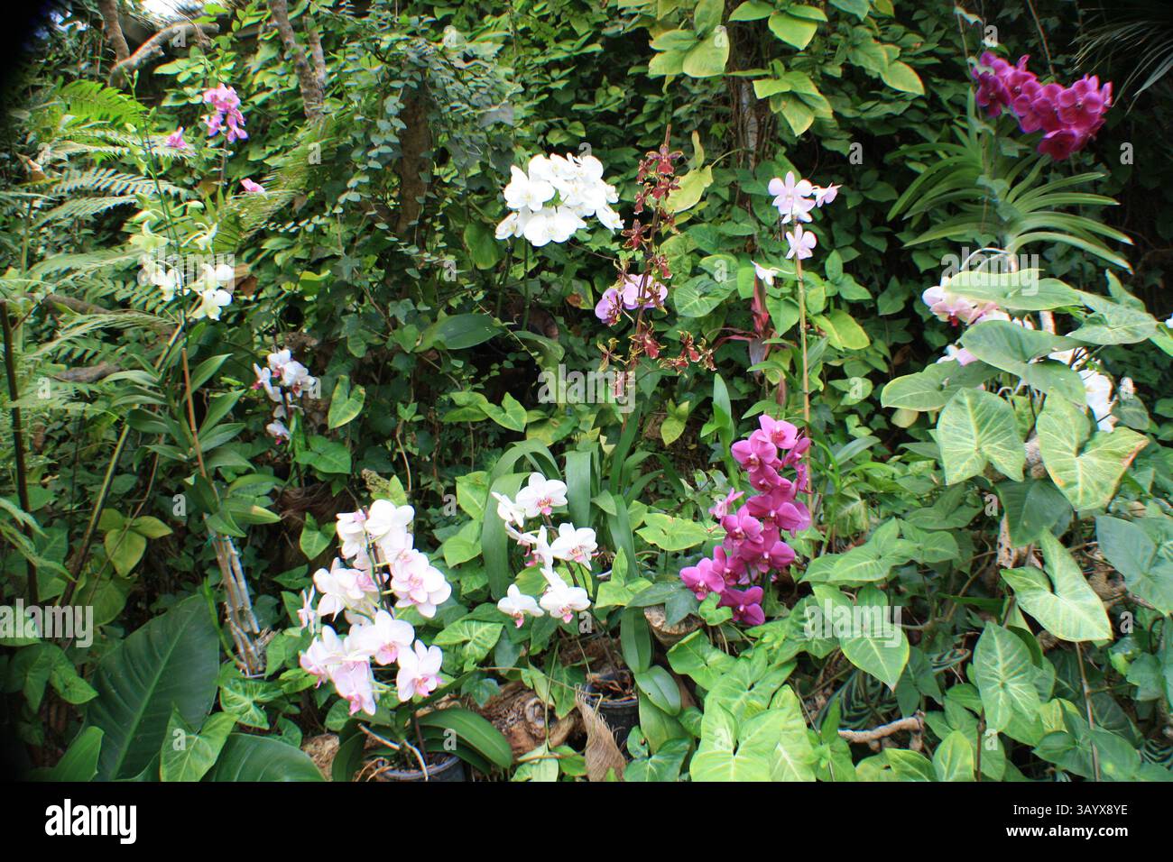 Giardino Botanico Foto Stock