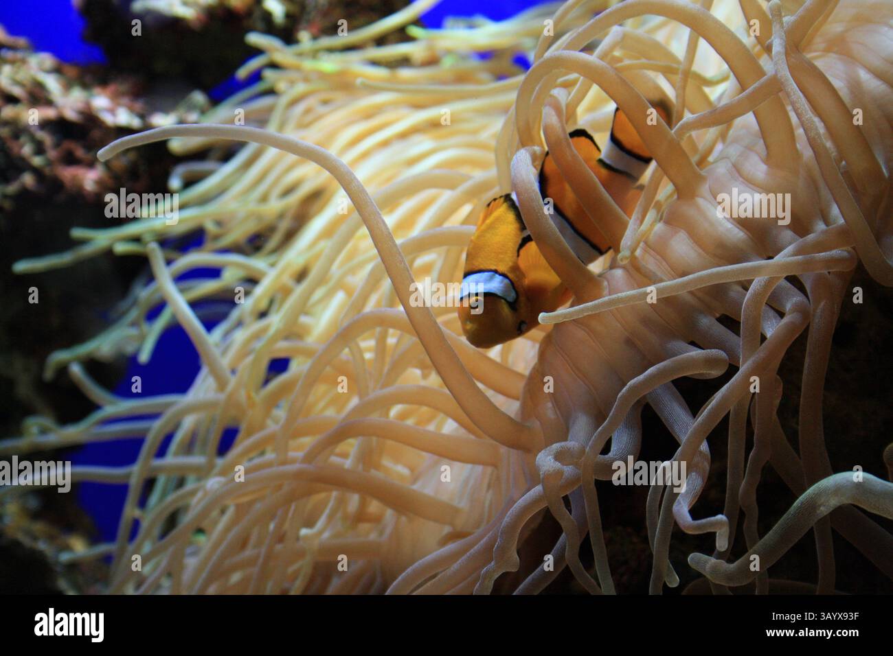 Alla ricerca di Nemo Foto Stock