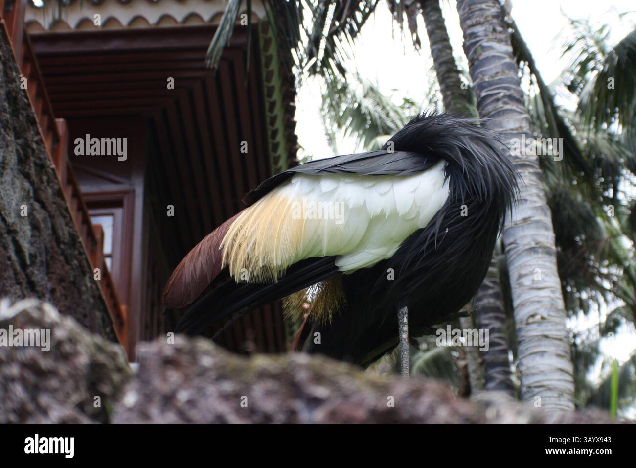 Uccello tropicale Foto Stock