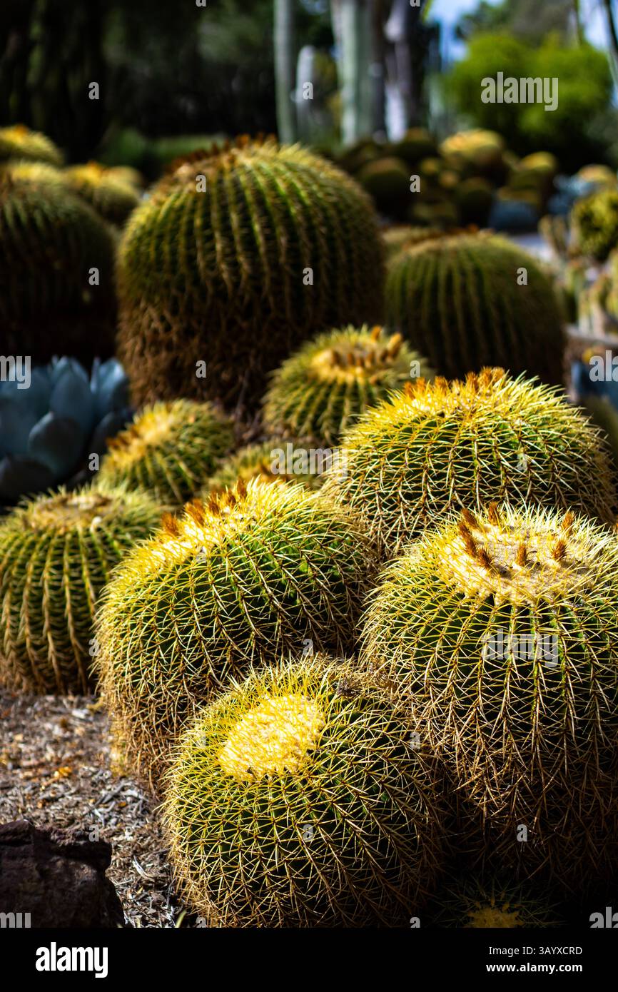 Cactus grusonii o Kroenleinia grusonii, cactus nel deserto Foto Stock