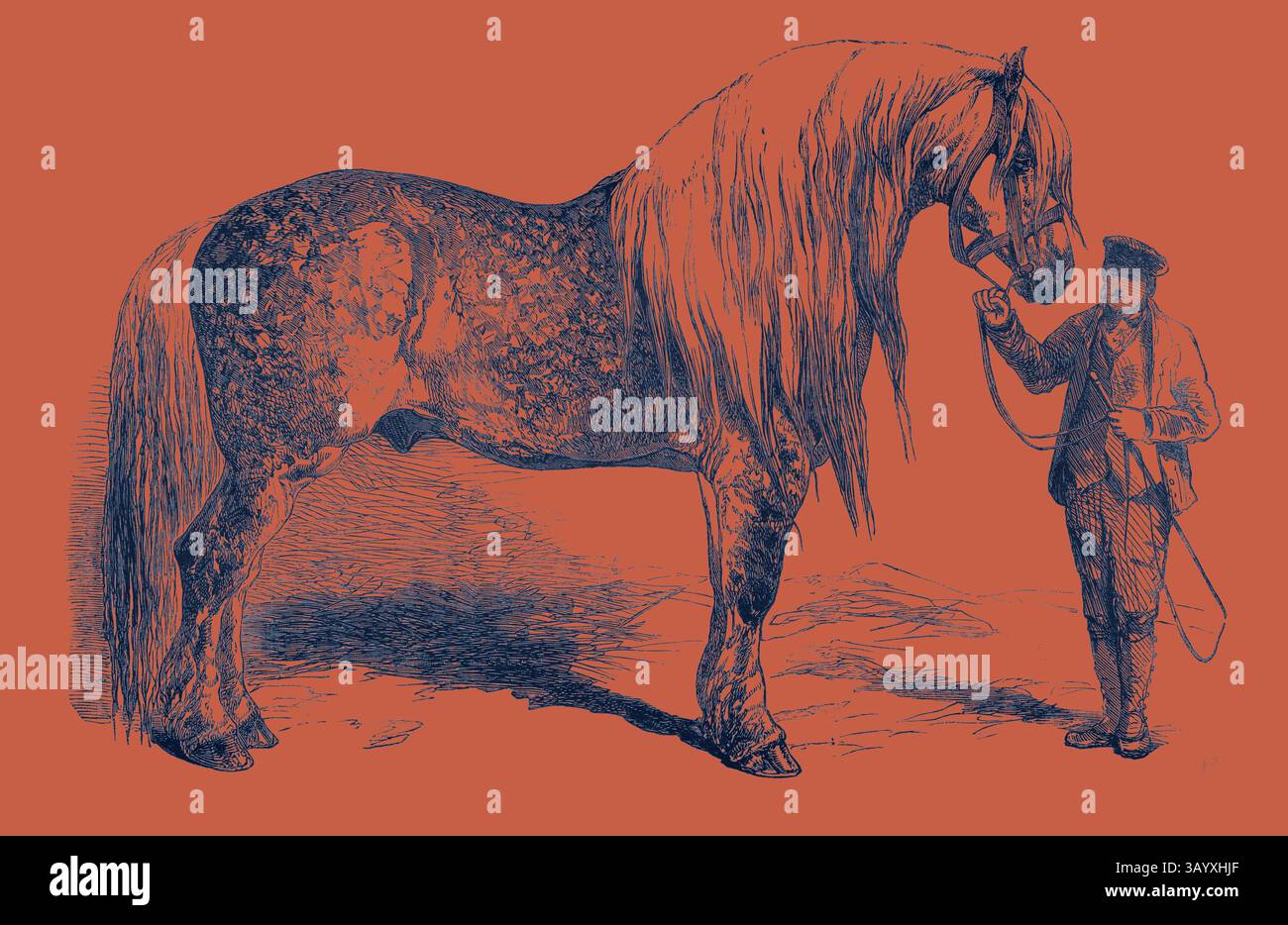Un cavallo torreggiante si erge maestosamente, con la sua lunga criniera che scende giù per il collo, mentre un maneggiatore ben vestito tiene delicatamente il suo piombo e guarda in alto con ammirazione. La scena trasmette un forte legame tra i due, su uno sfondo contrastante che ne migliora la presenza. Riunione della Royal Agricultural Society a Salisbury: N. 281. Cavallo per scopi agricoli primo Premio £ 30 di proprietà del signor T.B. Hildyard. Arte classica con un tocco moderno reinventata da Artotop Foto Stock