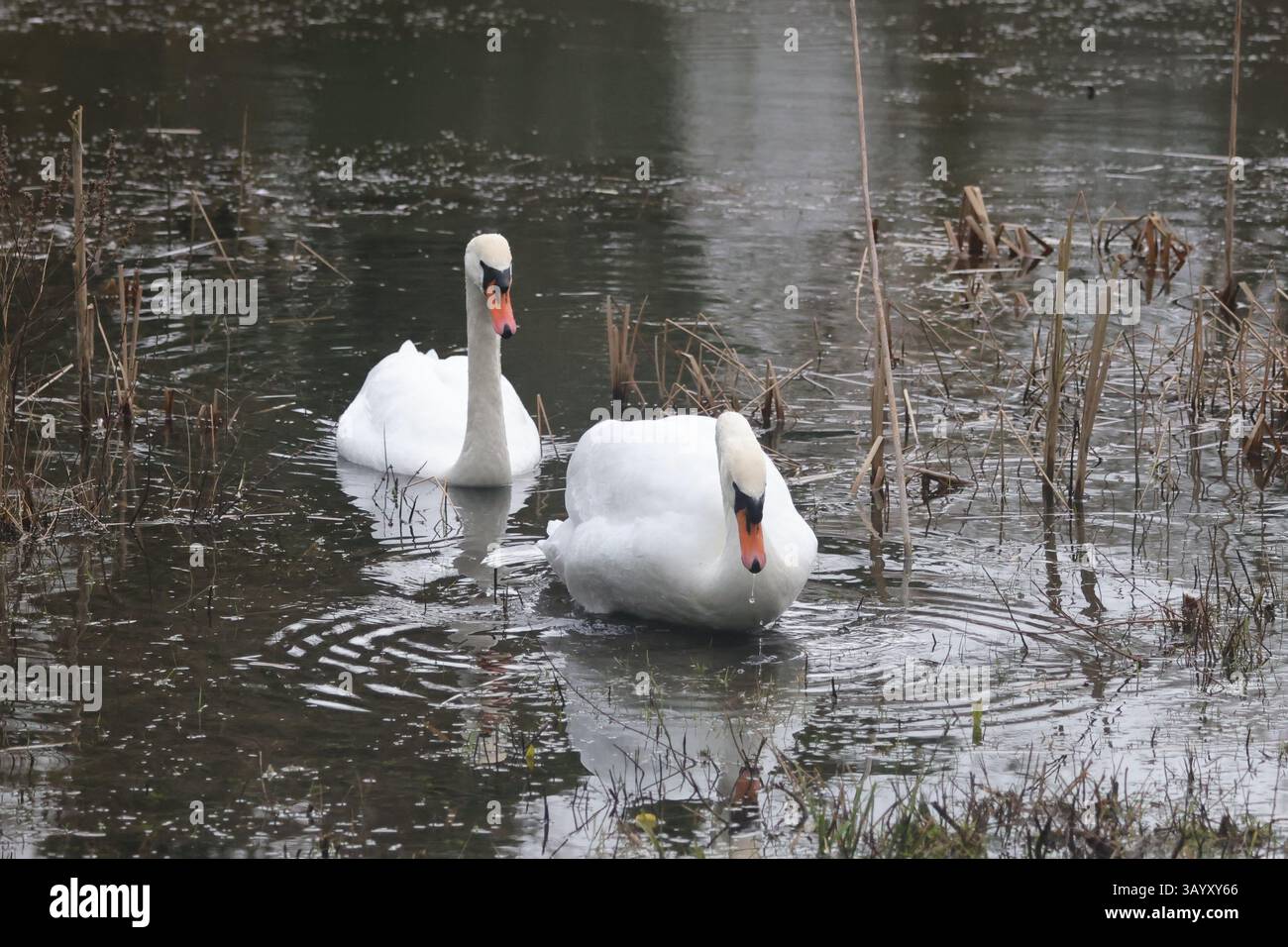 Mute Swans, WWT Lower Moor Farm, febbraio 2025 Foto Stock