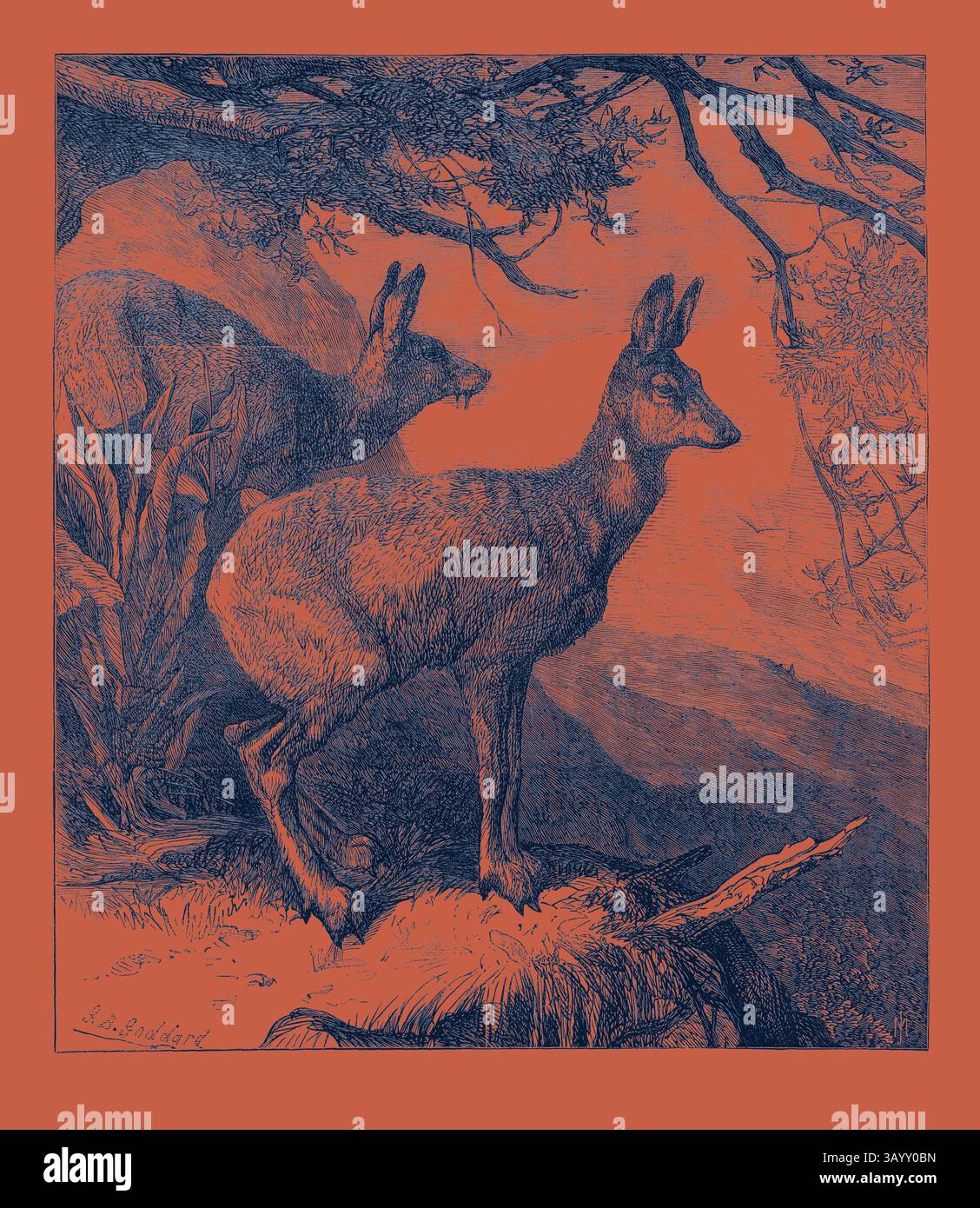 Due cervi sorgono graziosamente su un affioramento roccioso, incorniciato da alberi e montagne lontane, evocando un senso di tranquillità in un paesaggio naturale. The Musk Deer at the Zoological Society's Gardens 1869 arte classica con un tocco moderno reinventata da Artotop Foto Stock