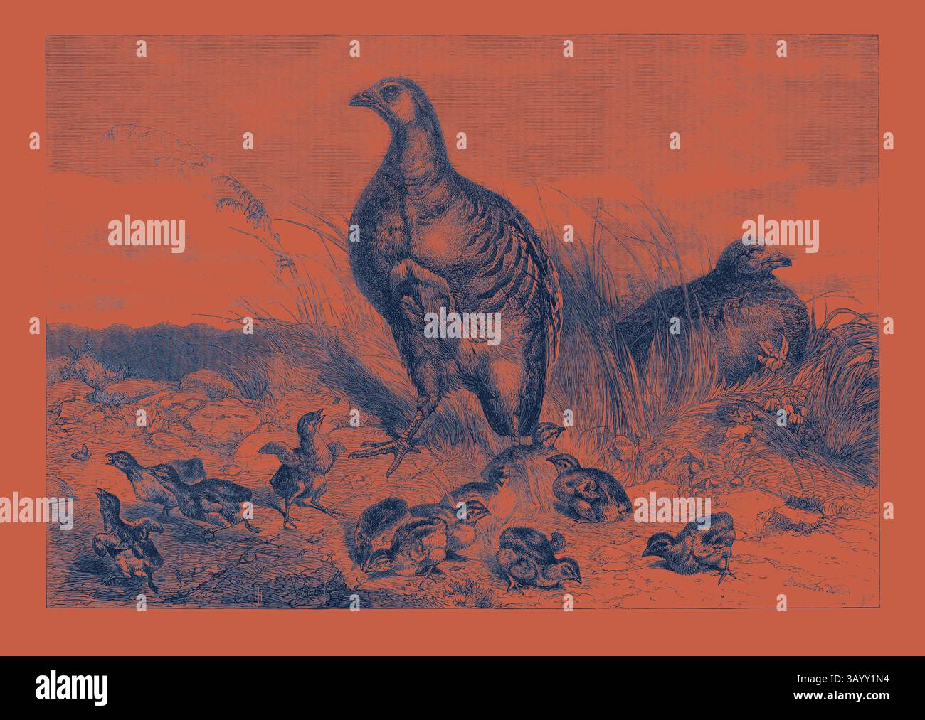 Un'illustrazione dettagliata raffigurante un importante uccello adulto accompagnato da diversi piccoli pulcini, sullo sfondo di erba e terreno, raffigurante una tranquilla scena naturale. Una covata di pernici arte classica con un tocco moderno reinventata da Artotop Foto Stock