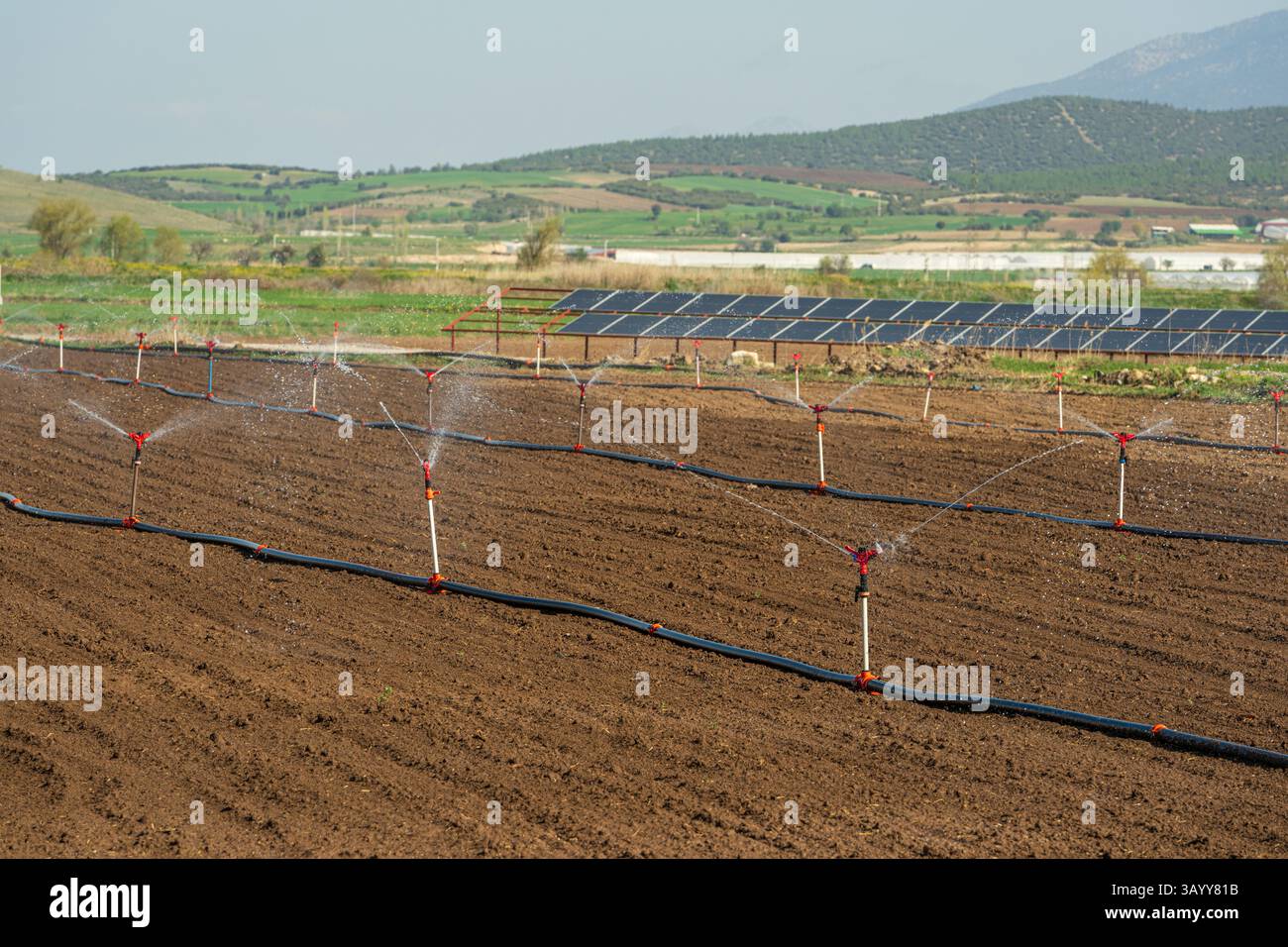 Irrigazione automatica a sprinkler nell'orto. Messa a fuoco selettiva e sfocatura del movimento Foto Stock