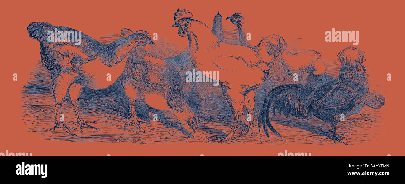 Una collezione di polli e galli si staglia insieme, mostrando una varietà di razze e posture, con dettagli intricati che ne evidenziano le caratteristiche distintive e il piumaggio. Premio pollame alla Royal Agricultural Society's Show, a Lewes. Arte classica con un tocco moderno reinventata da Artotop Foto Stock