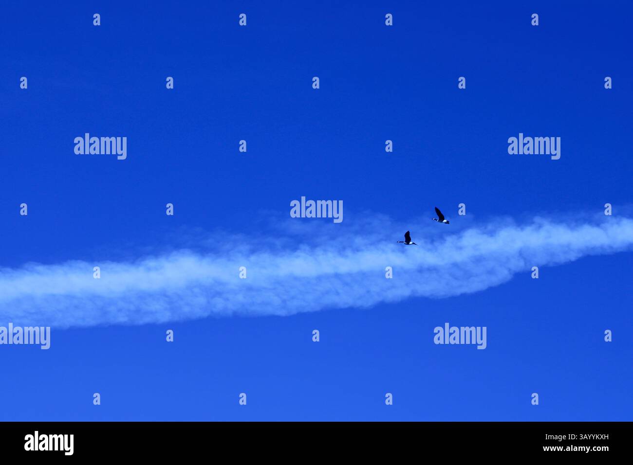 Due oche che volano attraverso un cielo blu brillante. Foto Stock