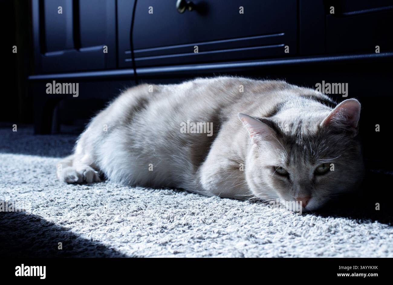 Un gatto abbronzante che si aggrappa su un albero centrale sul pavimento. Foto Stock