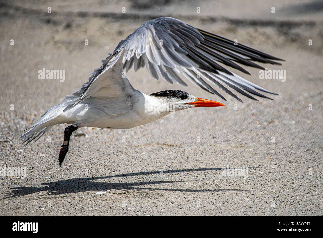 Tern in volo che decolla Foto Stock