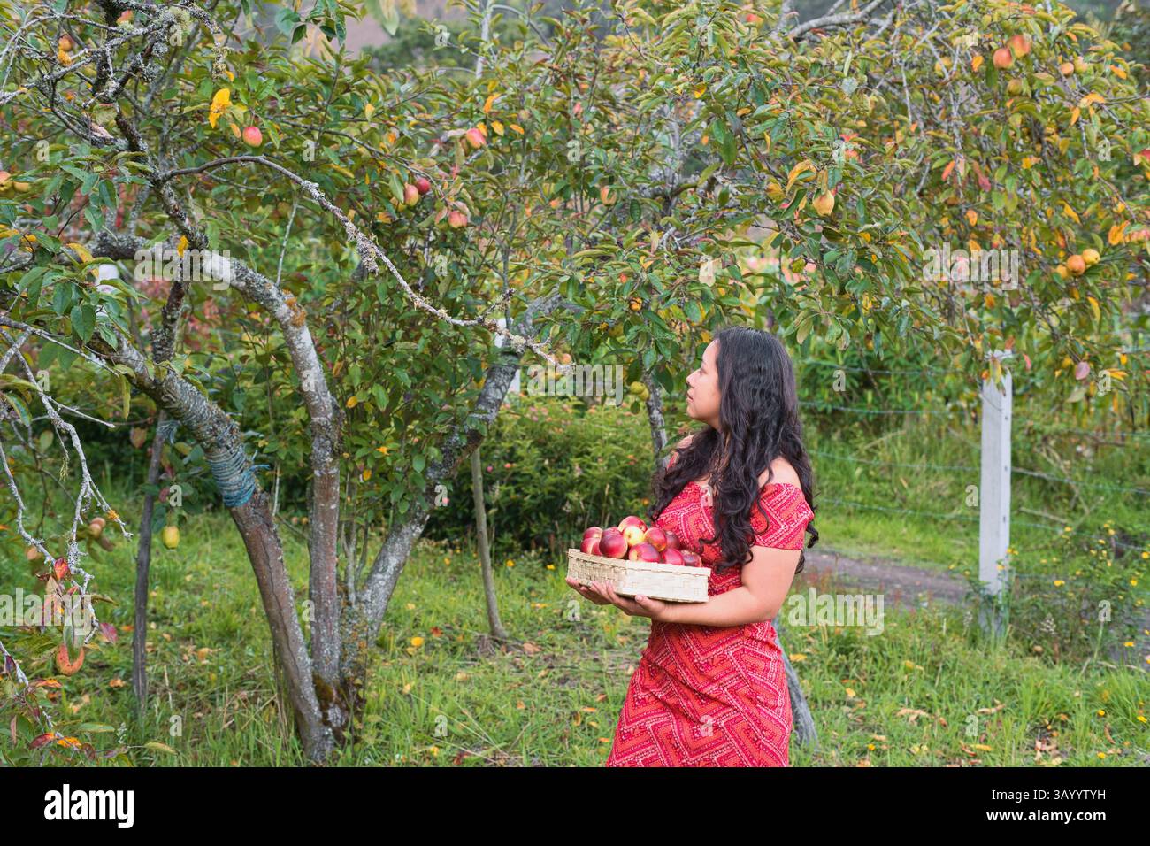 Raccolta di mele fresche e succose in uno splendido e lussureggiante frutteto durante la stagione autunnale Foto Stock