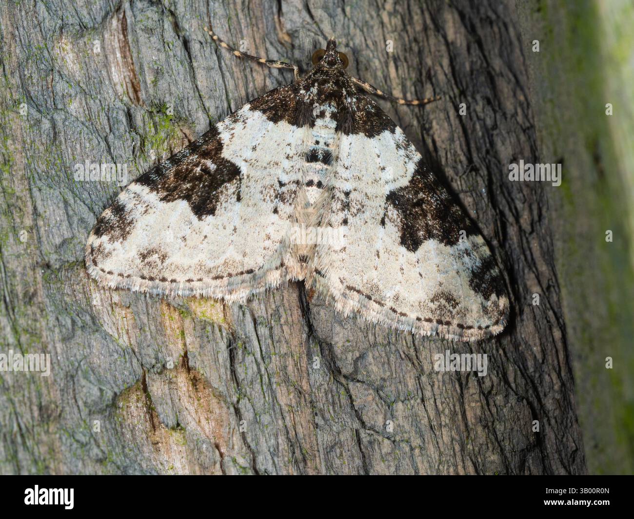 Ali spalmabili e bianche del geometro britannico Common Carpet Moth, Xanthorhoe fluttuata Foto Stock Ali spalmabili e bianche del geometro britannico Common Carpet Moth, Xanthorhoe fluttuata Foto Stock