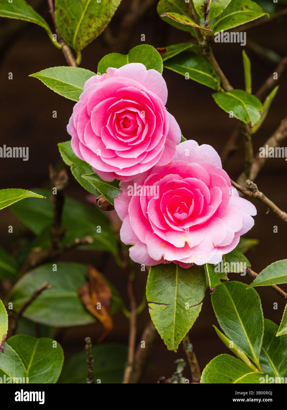Eleganti fiori rosa doppio dell'arbusto evregreen, Camellia x williamsii "e G Waterhouse" Foto Stock