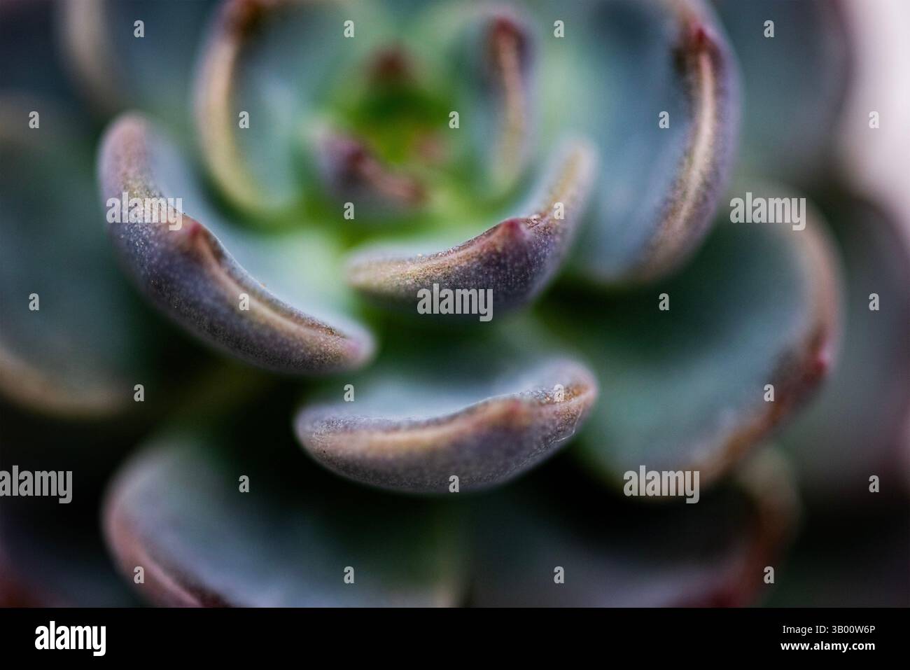 Piante succulente primo piano con sfondo giallo Foto Stock