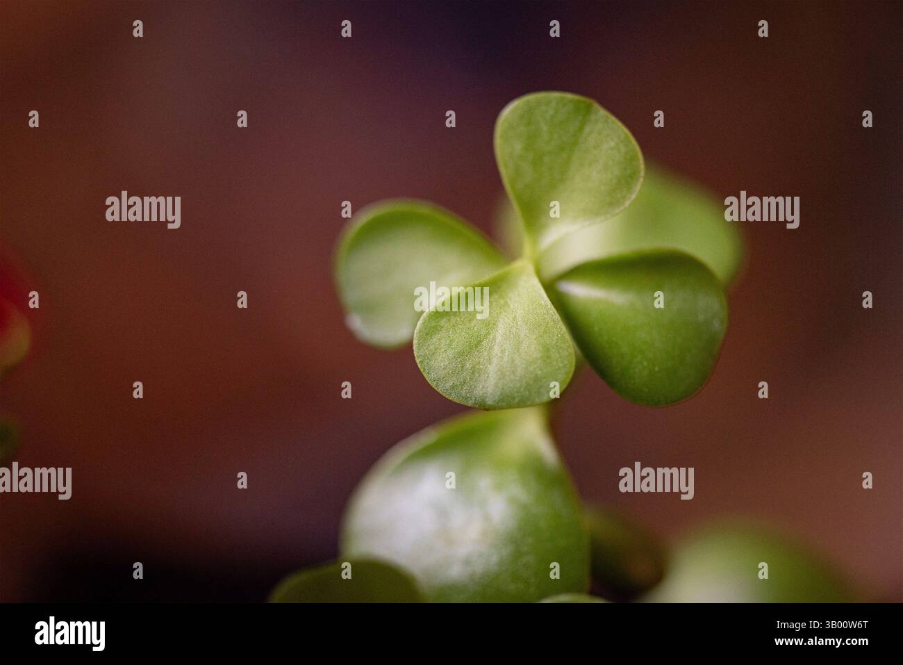 Verde succulento con sfondo marrone Foto Stock